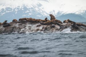 Harbor seals in Glacier Bay National Park