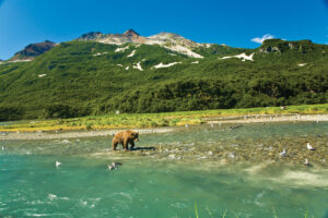 Brown bear in Katmai National Park