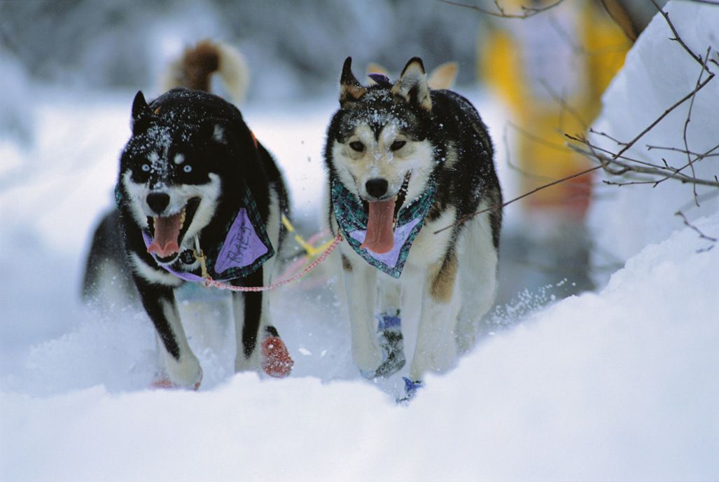 are sled dogs still used today